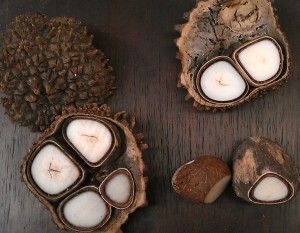 La noix tagua ou ivoire végétal La noix tagua ou ivoire végétal